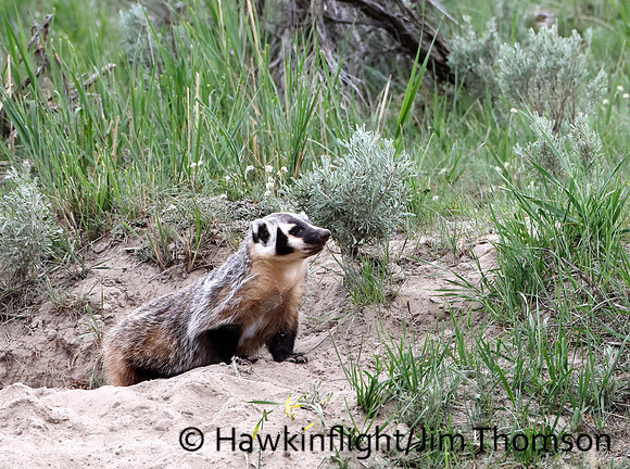 American Badger