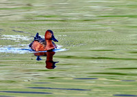 Cinnamon Teal