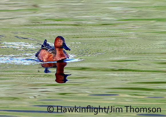 Cinnamon Teal