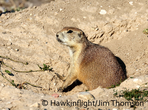 Black-tailed Prairie Dog