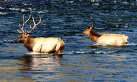 Elk