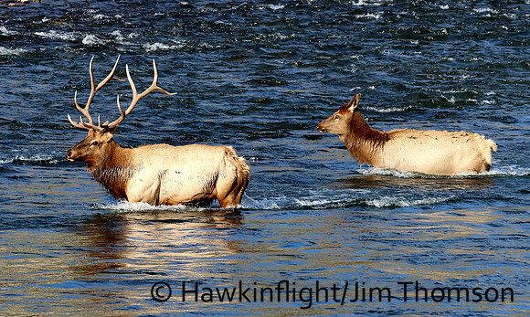 Elk