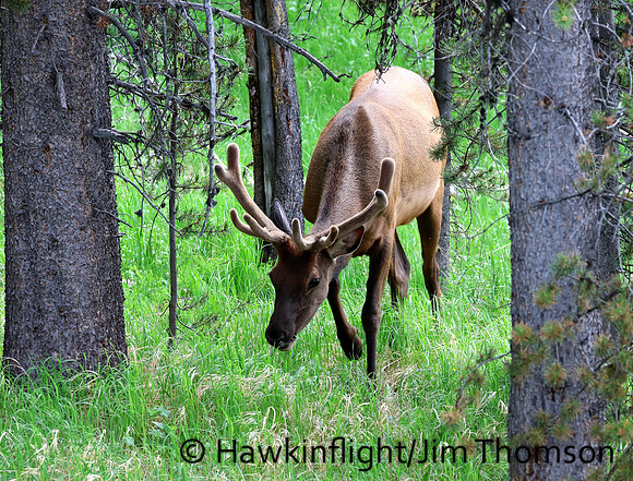 Elk