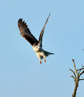 White-tailed Kite