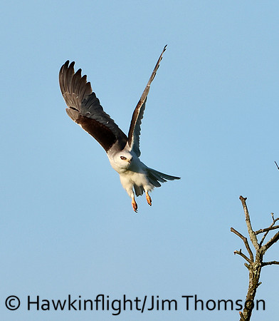 White-tailed Kite