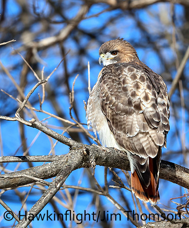 Red-tailed Hawk
