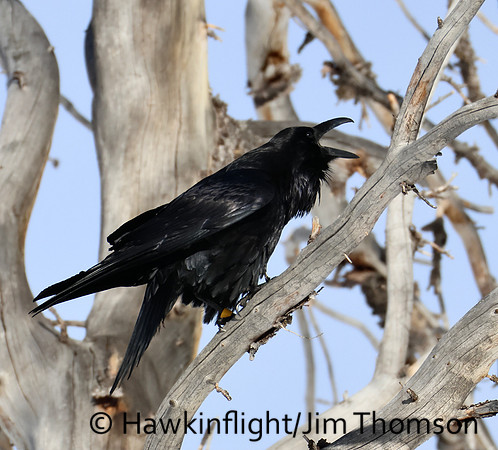 Common Raven