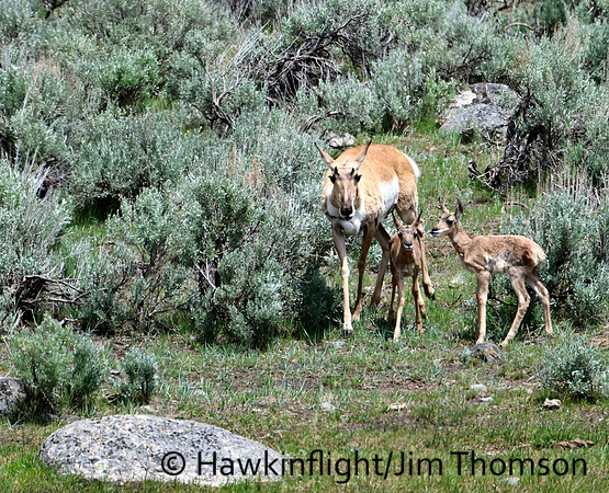 Pronghorn