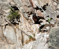 Golden Eagle-Nest