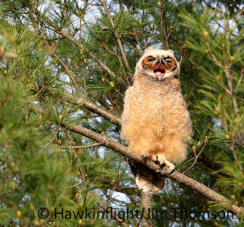 Great Horned Owl