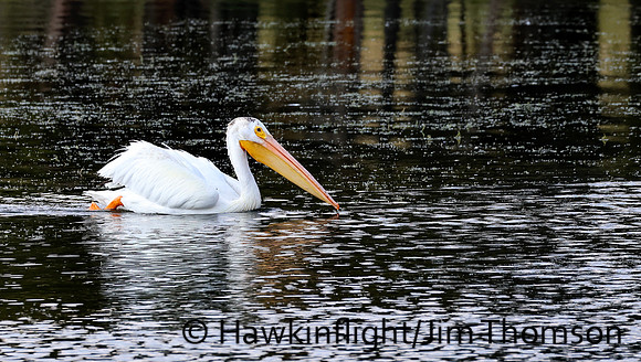 American White Pelican