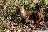 Bobcat