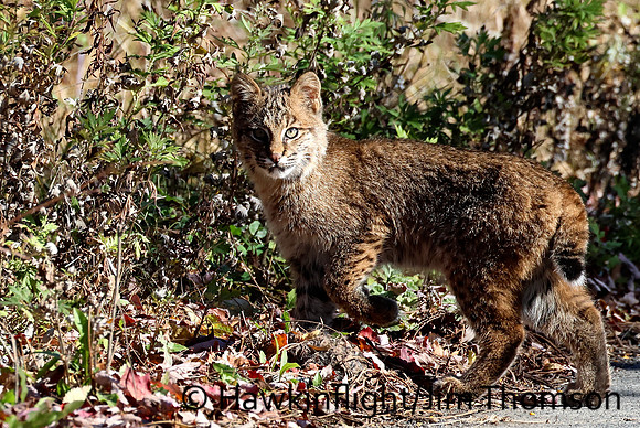 Bobcat