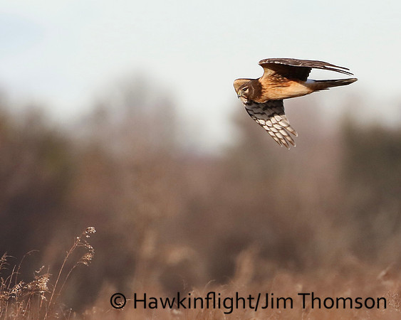 Northern Harrier