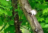 Red Squirrel