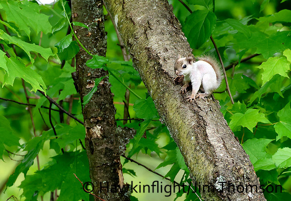 Red Squirrel