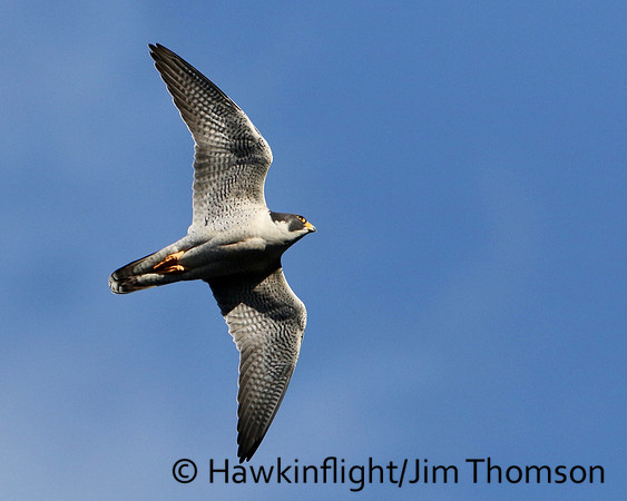 Peregrine Falcon