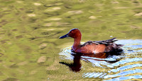 Cinnamon Teal