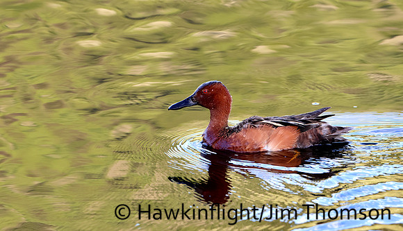 Cinnamon Teal