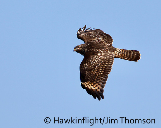 Red-shouldered Hawk
