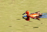 Cinnamon Teal