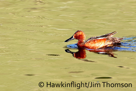 Cinnamon Teal