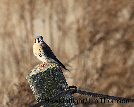 American Kestrel