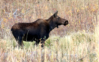 Moose