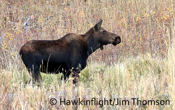 Moose
