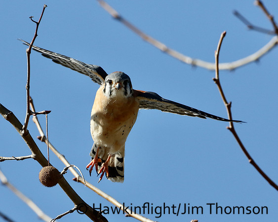 American Kestrel