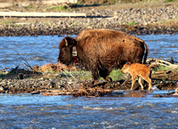 Bison