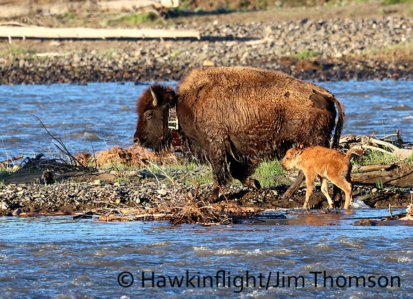 Bison