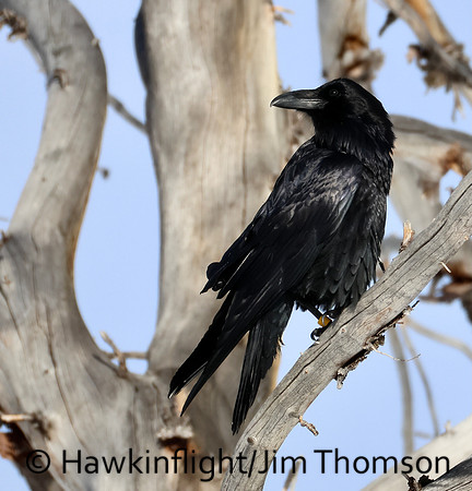Common Raven