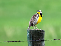 Western Meadowlark