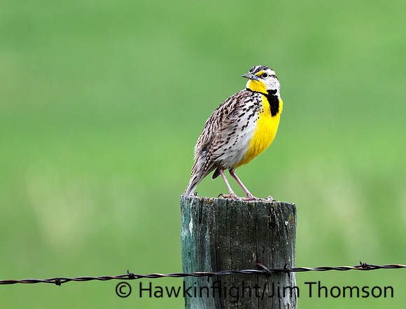 Western Meadowlark