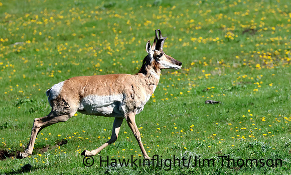 Pronghorn