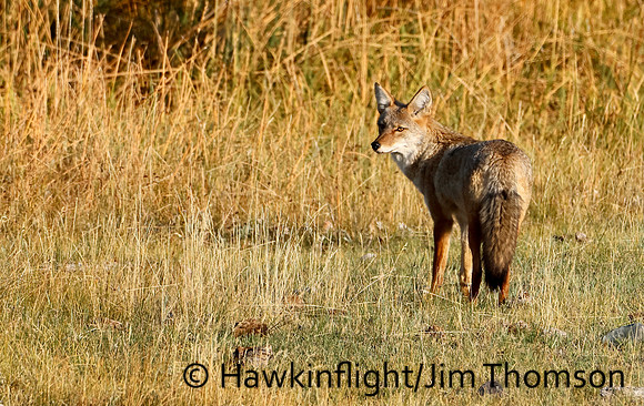 Coyote