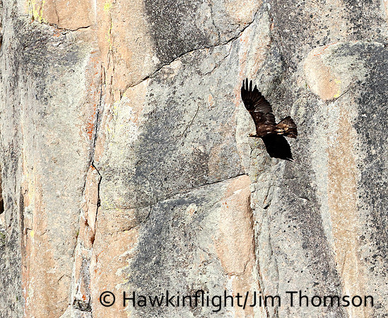 Golden Eagle