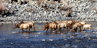 Elk