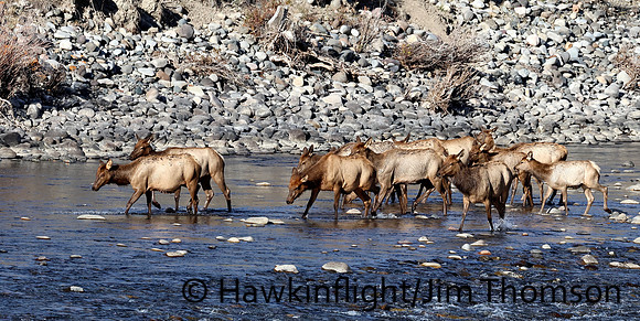 Elk