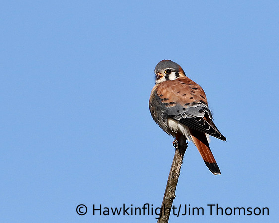 American Kestrel