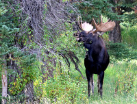 Moose