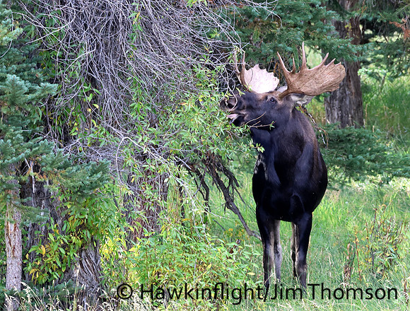 Moose