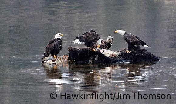 Bald Eagle