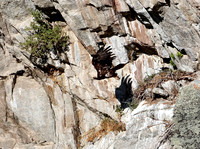 Golden Eagle-Nest