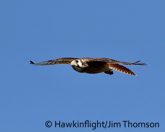 American Kestrel