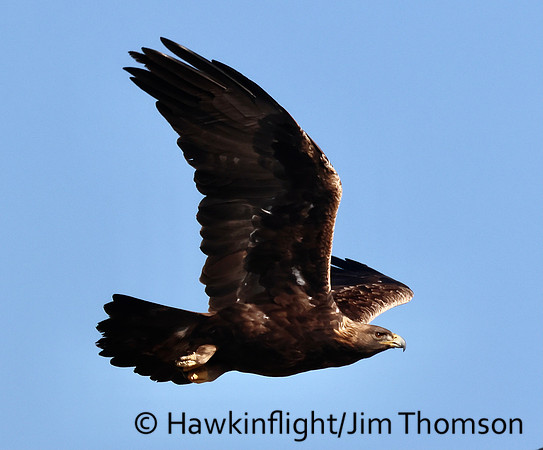 Golden Eagle