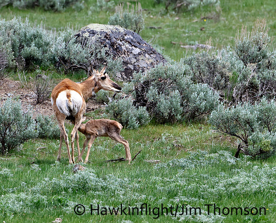 Pronghorn