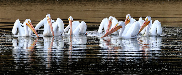 American White Pelican