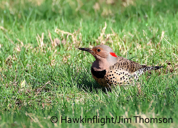 Northern Flicker